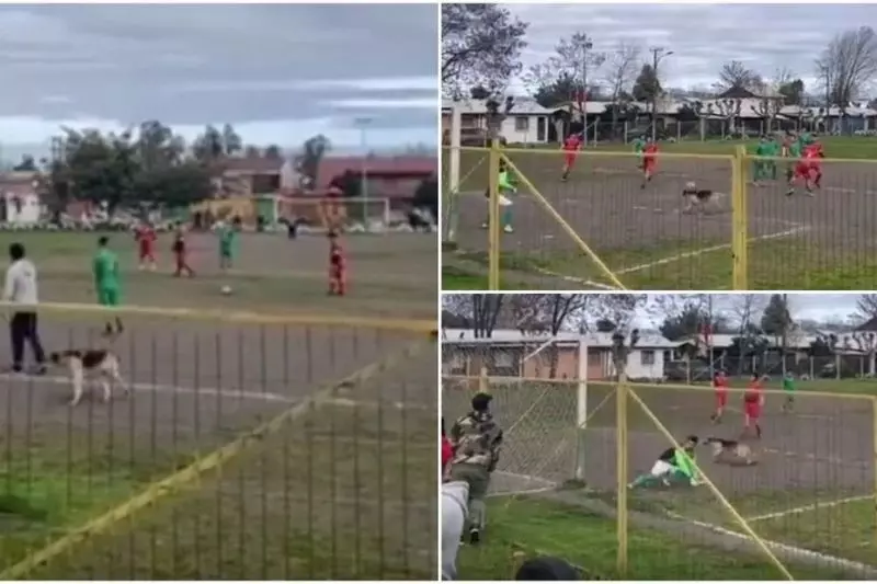 پیروزی یک تیم در فوتبال شیلی با گلزنی یک سگ!