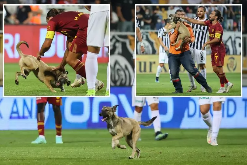 عکس؛ ورود یک سگ به درون زمین در سوپرلیگ ترکیه و قطع بازی
